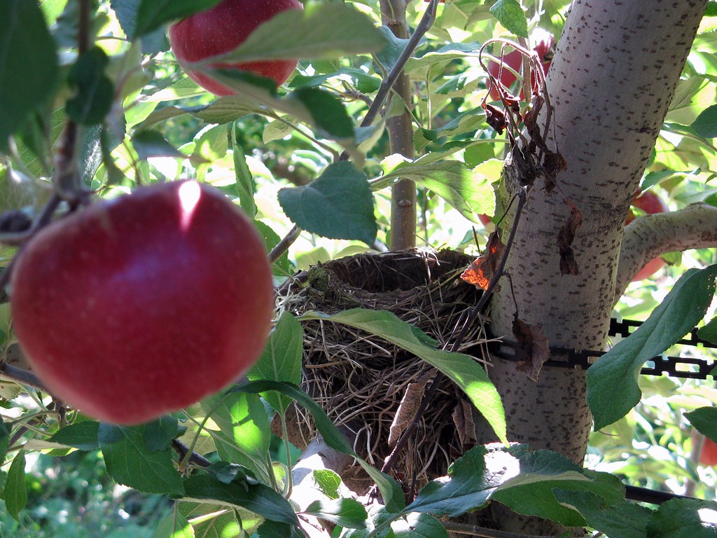 Jonathan apple tree
