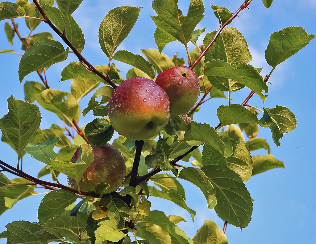 How Long Does It Take for an Apple Tree to Bear Fruit - 5 Fast Growing Apple Variety 2 How Long Does It Take for an Apple Tree to Bear Fruit