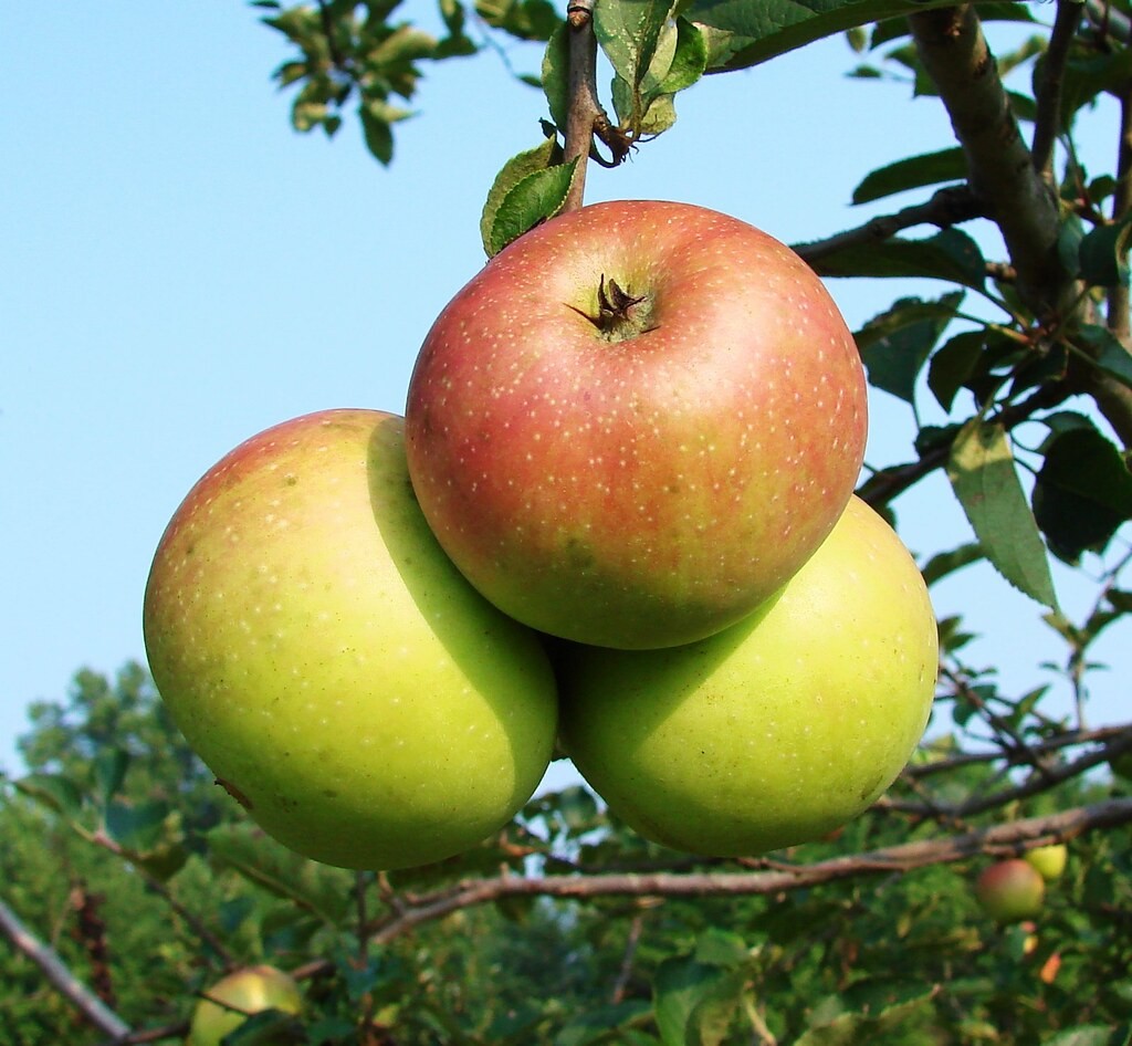 Mclntosh Apple Tree