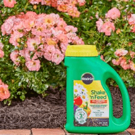 When Do Honeycrisp Apple Trees Flower and Produce Fruits 2 Miracle-Gro Shake 'n Feed All Purpose Plant Food