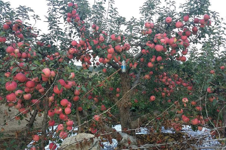 Overcrowding Apple
