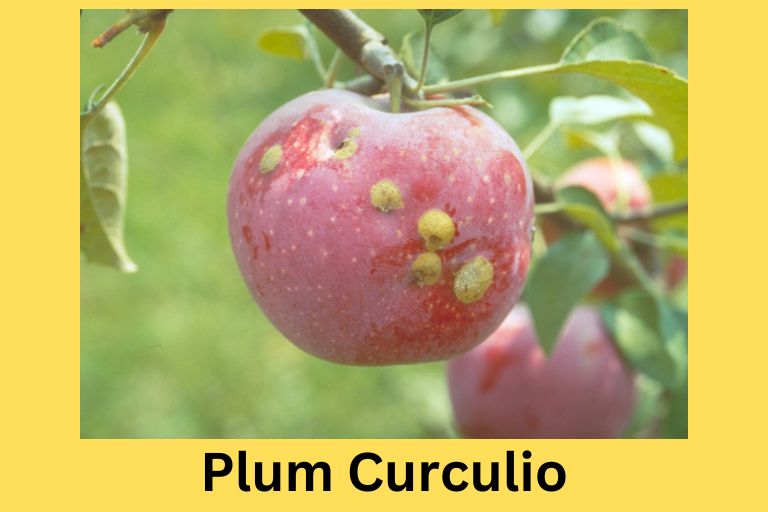 How to Keep Bugs off Apple Trees Naturally
