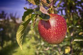 How to Keep Bugs off Apple Trees Naturally
