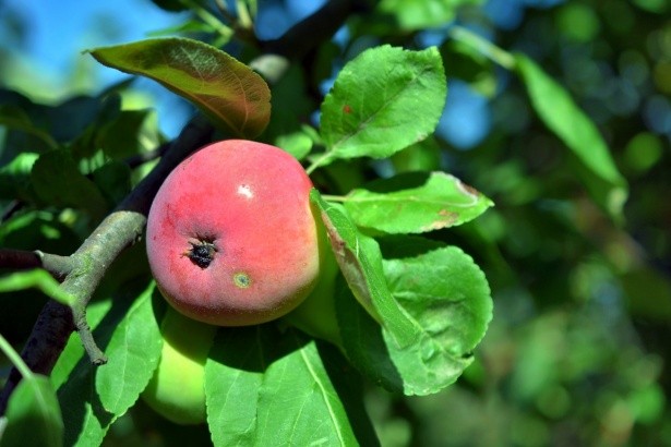 How Long Does It Take for an Apple to Grow on a Tree