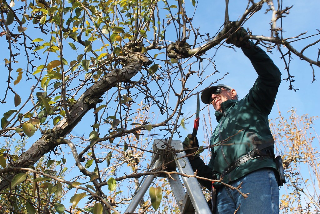 How Fast Do Honeycrisp Apple Trees Grow 9 Prune apple Tree