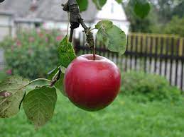 How Long Does It Take for an Apple Tree to Bear Fruit - 5 Fast Growing Apple Variety 3 How Long Does It Take for an Apple Tree to Bear Fruit