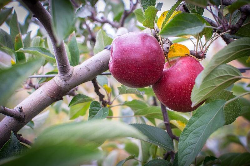 Rome Beauty apple