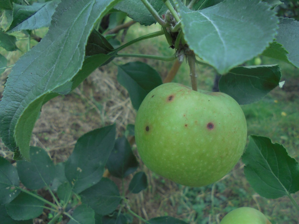 How to Keep Bugs off Apple Trees Naturally - 8 Effective Strategies 8 How to Keep Bugs off Apple Trees Naturally