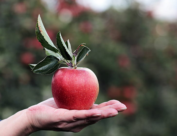 Smell of Apple
