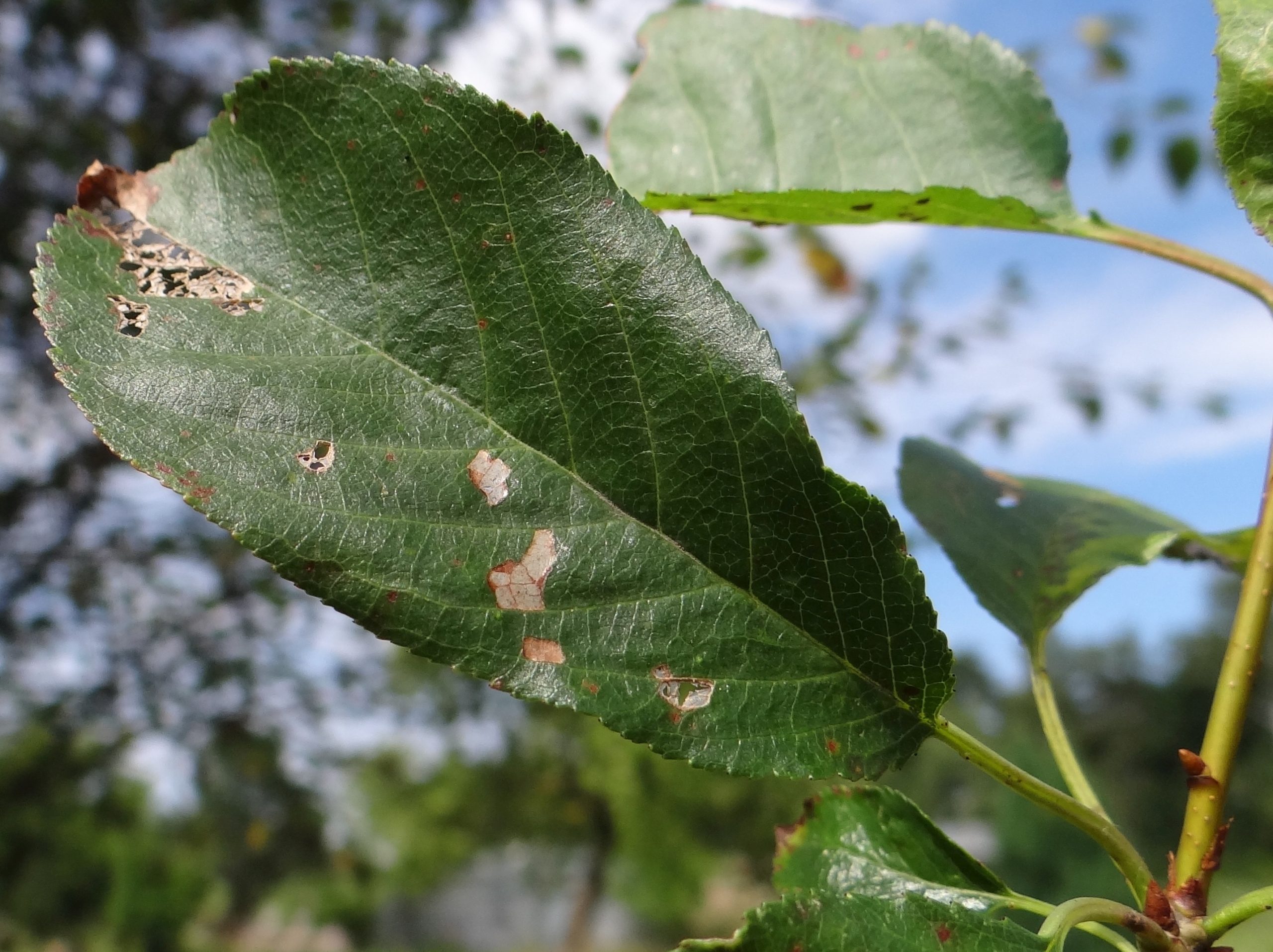How to Treat Apple Tree Diseases