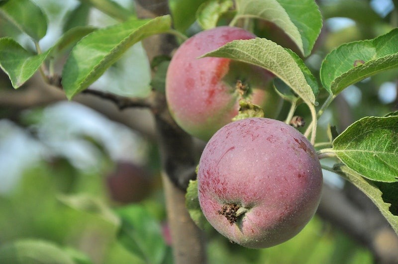 How Long Do Apple Trees Live