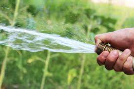 How Fast Do Honeycrisp Apple Trees Grow 7 Water your Honeycrisp apple tree