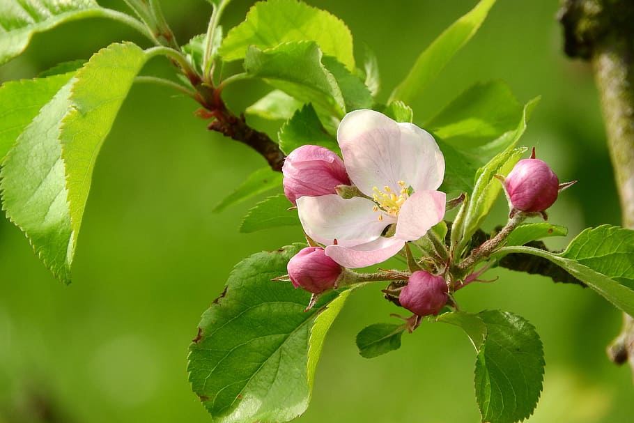 Apple Tree Growth Stages