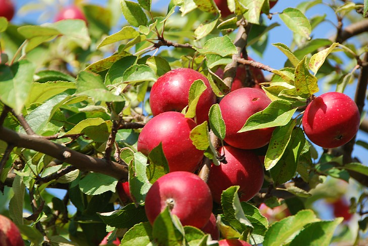 what month do apple trees produce fruit