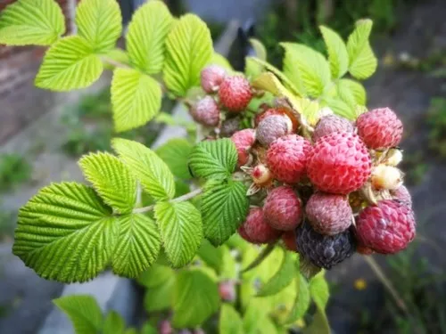 Easy Fruits to Grow in Pots