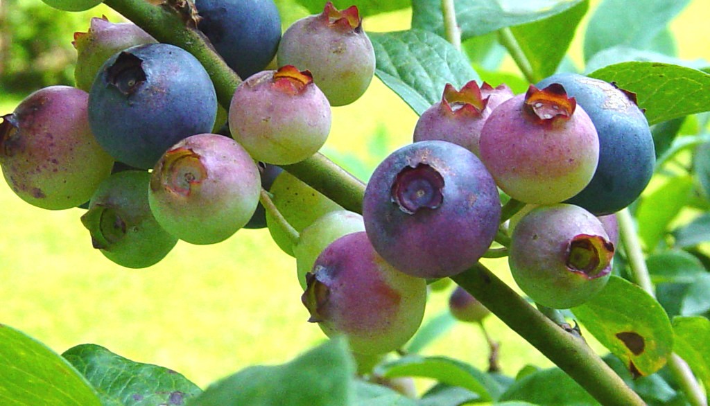 Easy Fruits to Grow in Pots