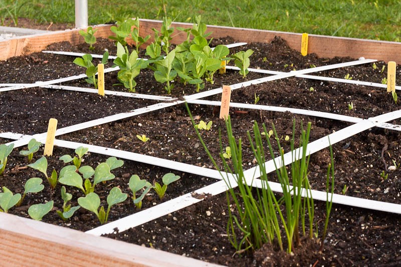 Cheapest Raised Garden Bed