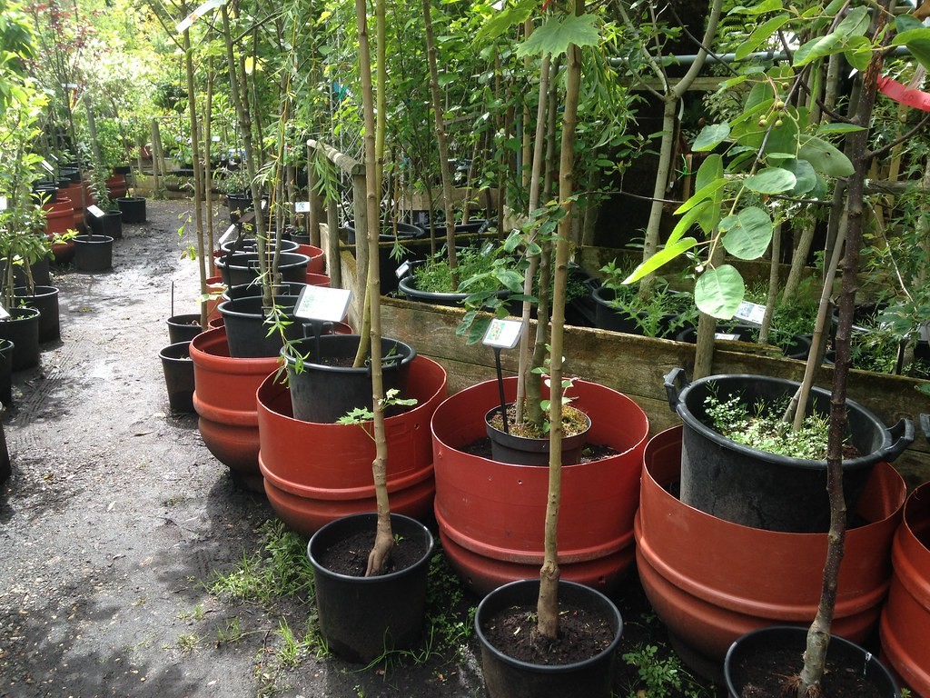 Cheap Plastic Pots for Plants