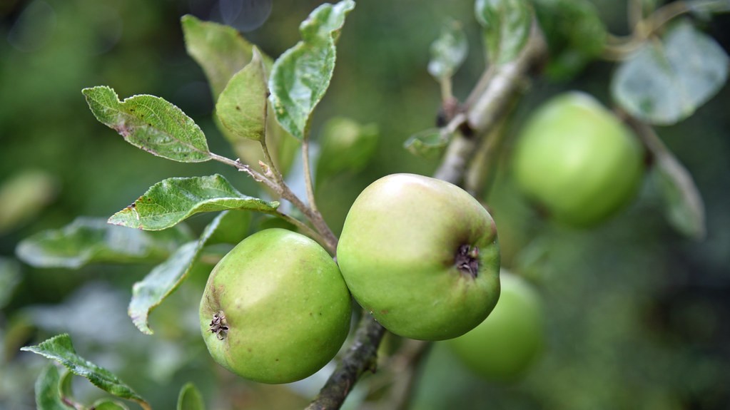 Easy Fruits to Grow in Pots
