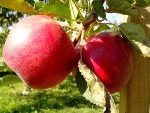 Can You Grow a Fruit Tree in a Pot