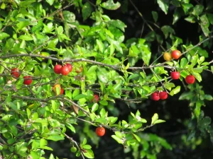 Can You Grow a Fruit Tree in a Pot
