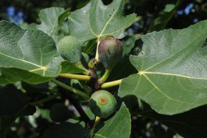 Can You Grow a Fruit Tree in a Pot