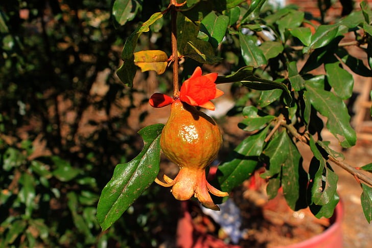 Can You Grow a Fruit Tree in a Pot