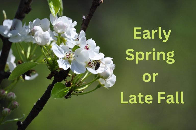How to Fertilize Apple Trees