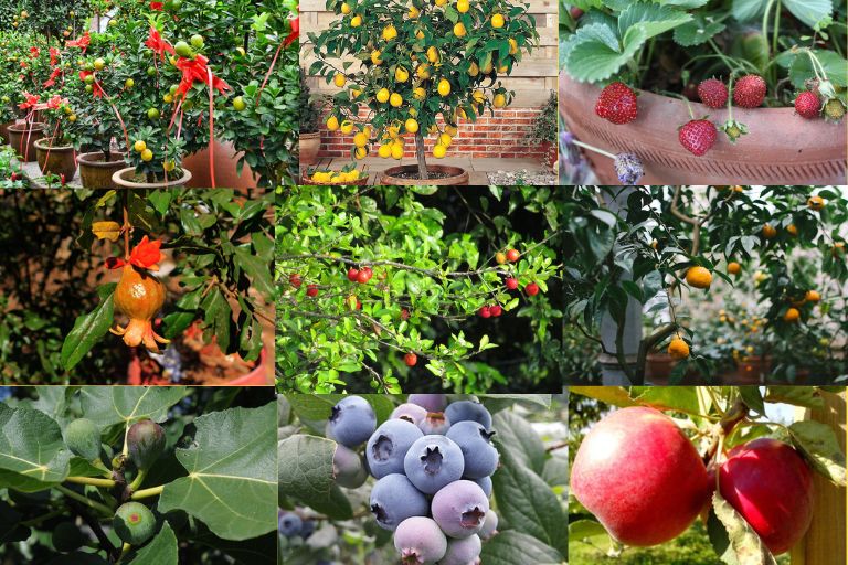Easy Fruits to Grow in Pots