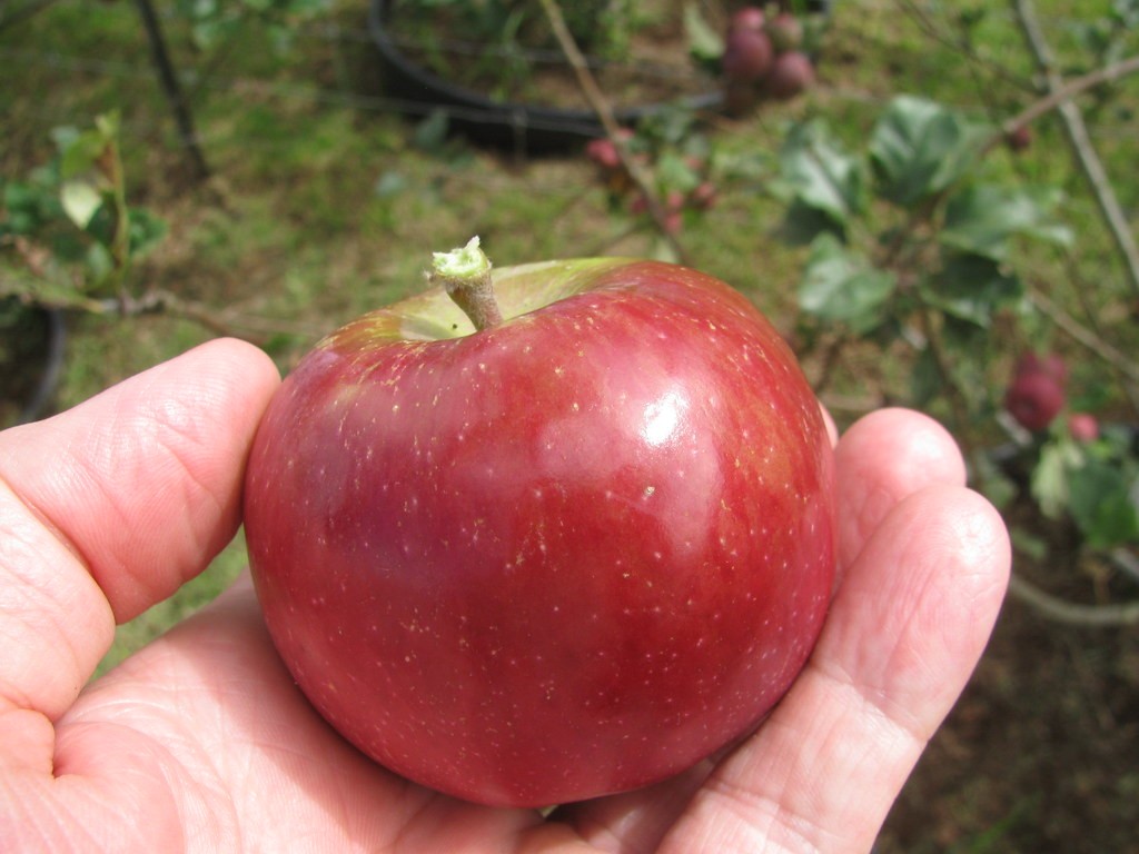 How Many Types of Apples are There