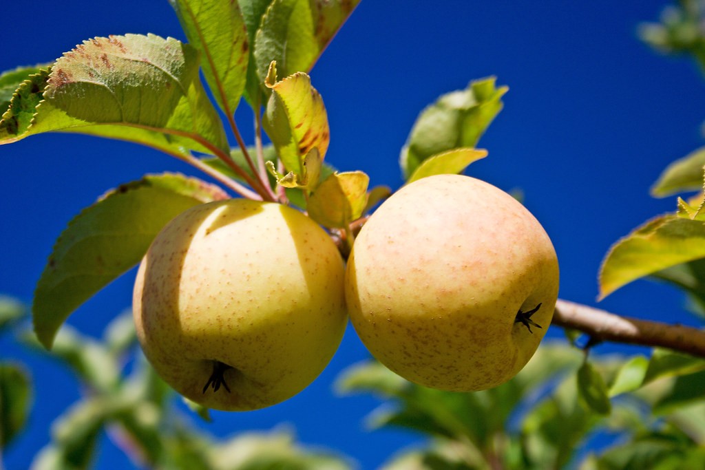 How Many Types of Apples are There