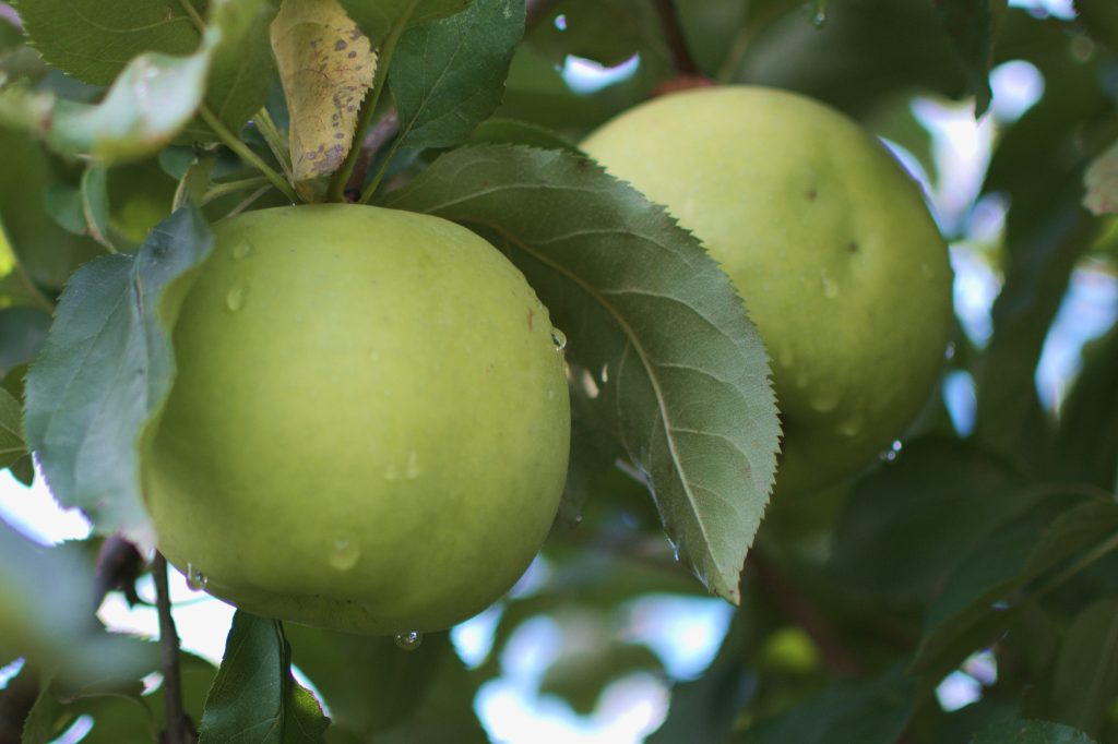 How Many Types of Apples are There