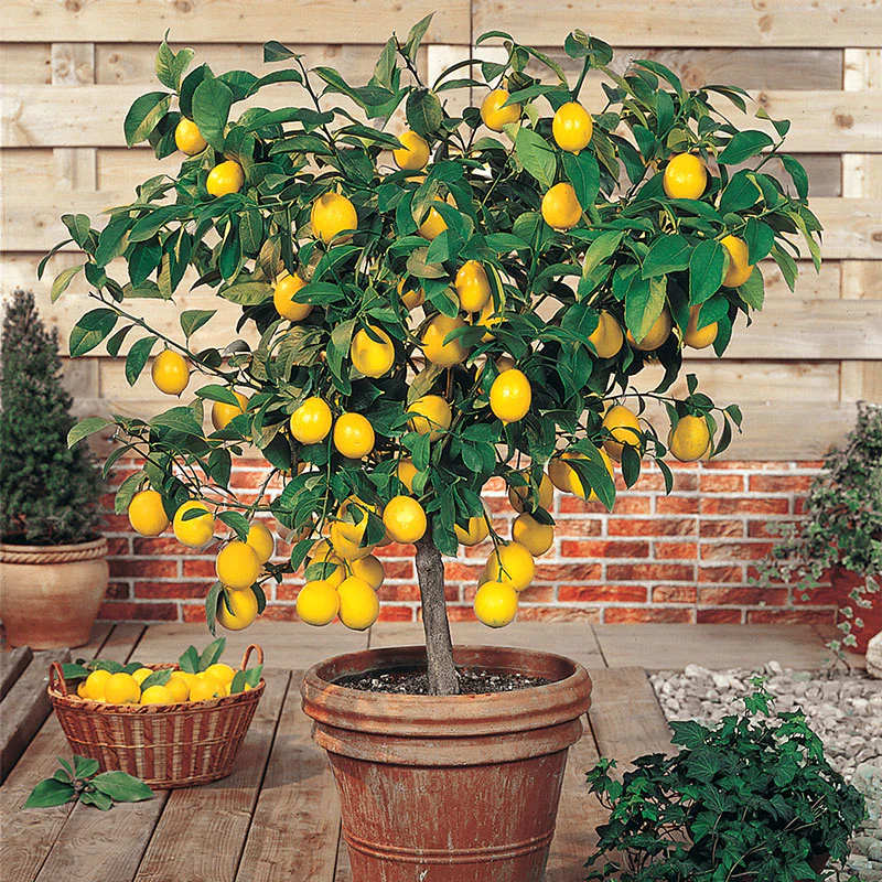 Can You Grow a Fruit Tree in a Pot