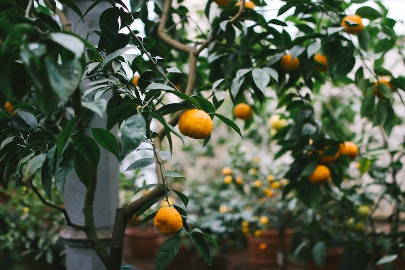 Can You Grow a Fruit Tree in a Pot