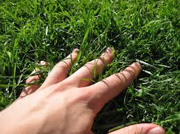How to Get Rid of Grass Without Digging