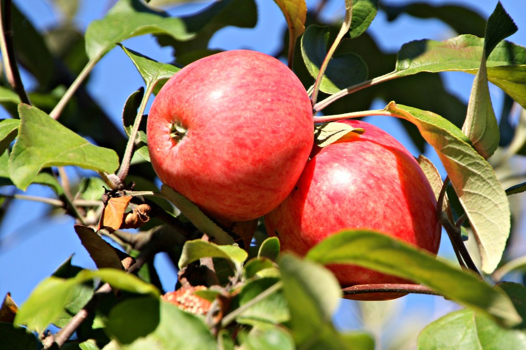 How Many Types of Apples are There