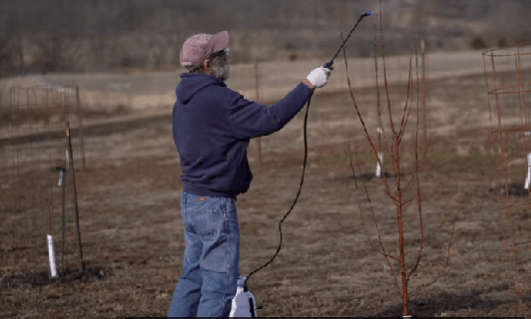when to spray apple trees for worms, when to spray fruit trees for worms, when to spray apple trees to prevent worms, when do i spray fruit trees for worms, when should i spray my apple trees for worms, how often to spray apple trees for worms, what to use on apple trees for worms