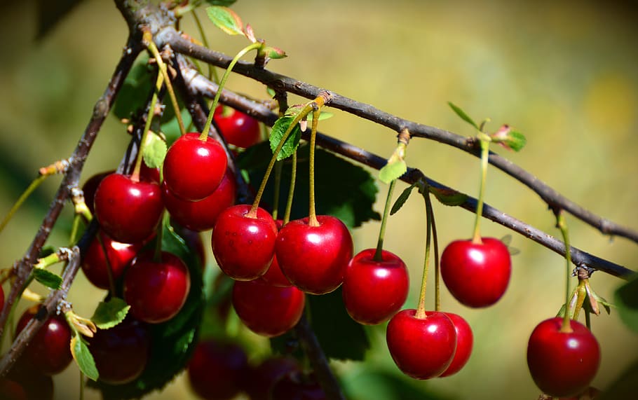 Easy Fruits to Grow in Pots