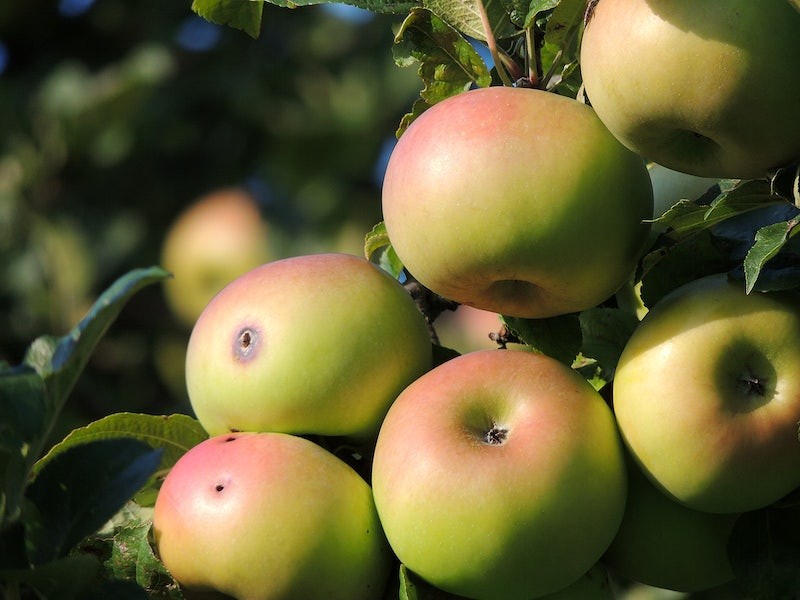when to spray apple trees for worms, when to spray fruit trees for worms, when to spray apple trees to prevent worms, when do i spray fruit trees for worms, when should i spray my apple trees for worms, how often to spray apple trees for worms, what to use on apple trees for worms