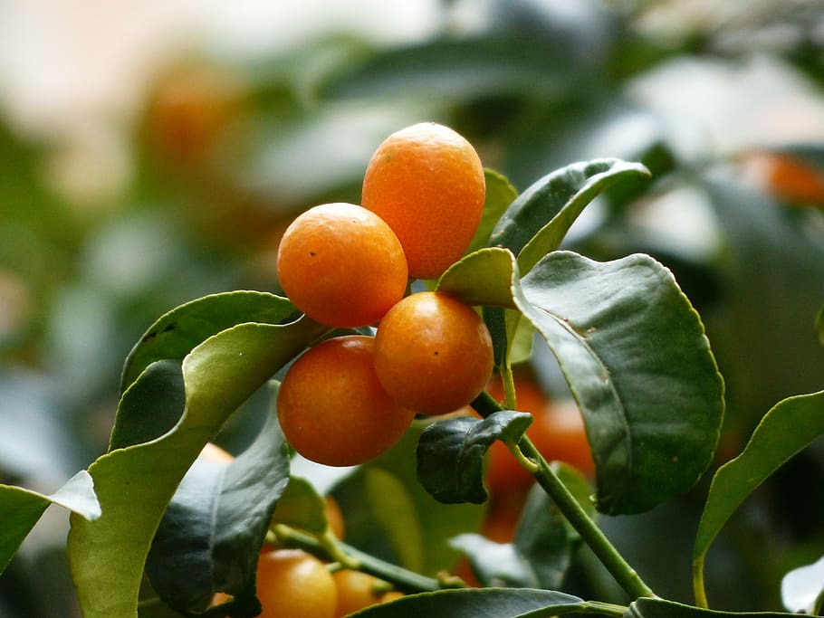 Easy Fruits to Grow in Pots