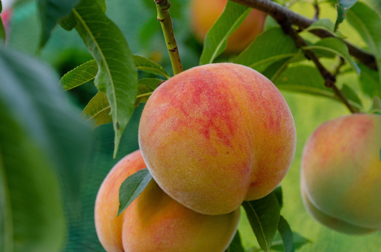 Easy Fruits to Grow in Pots