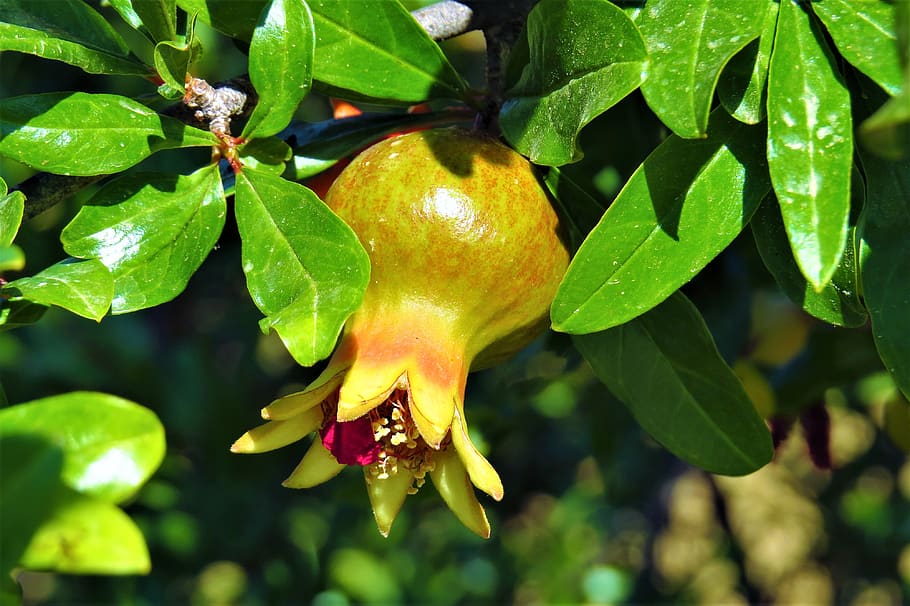 Easy Fruits to Grow in Pots