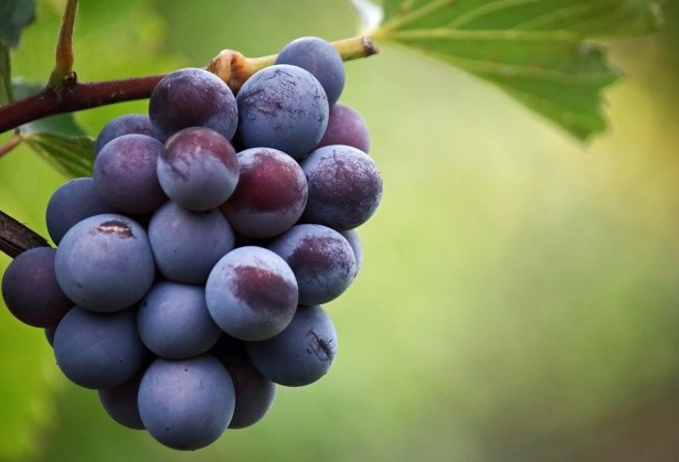 Easy Fruits to Grow in Pots