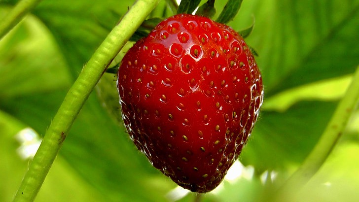 Easy Fruits to Grow in Pots