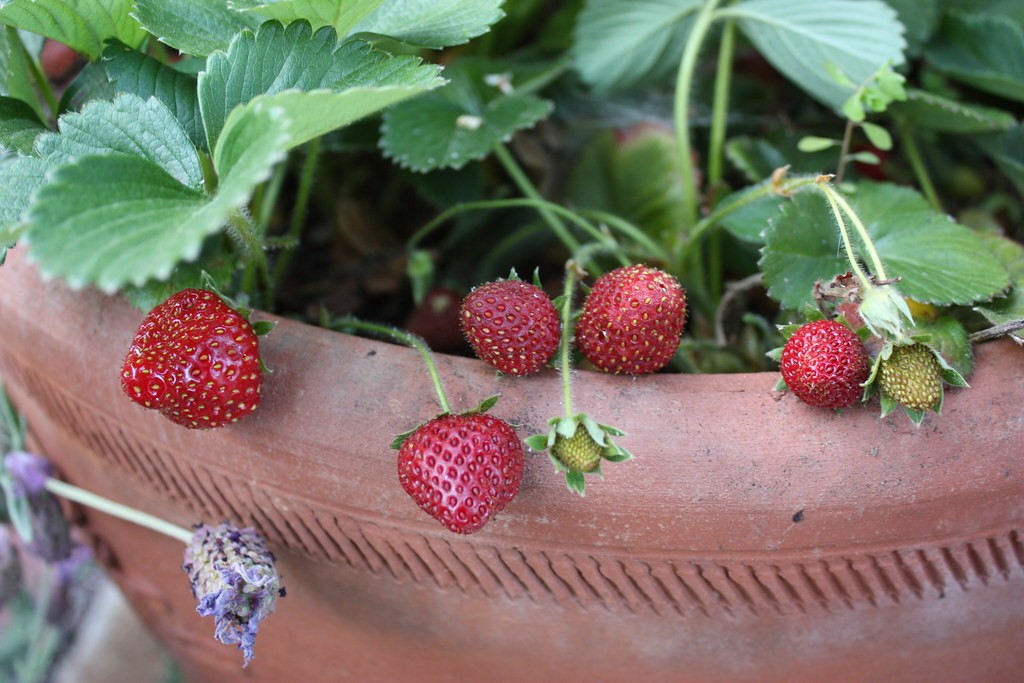 Can You Grow a Fruit Tree in a Pot