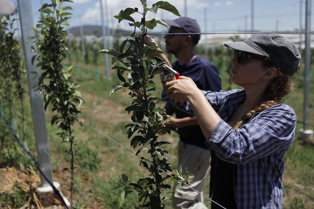 How to Prune a Young Apple Tree