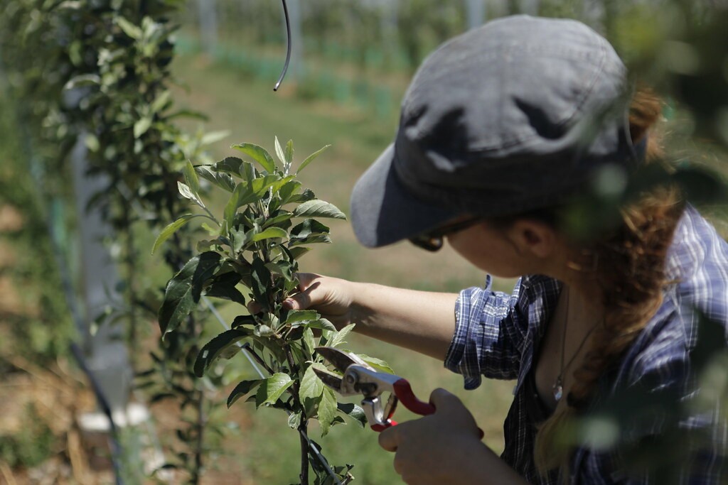 How to Prune a Young Apple Tree