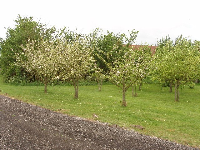 apple tree care first year