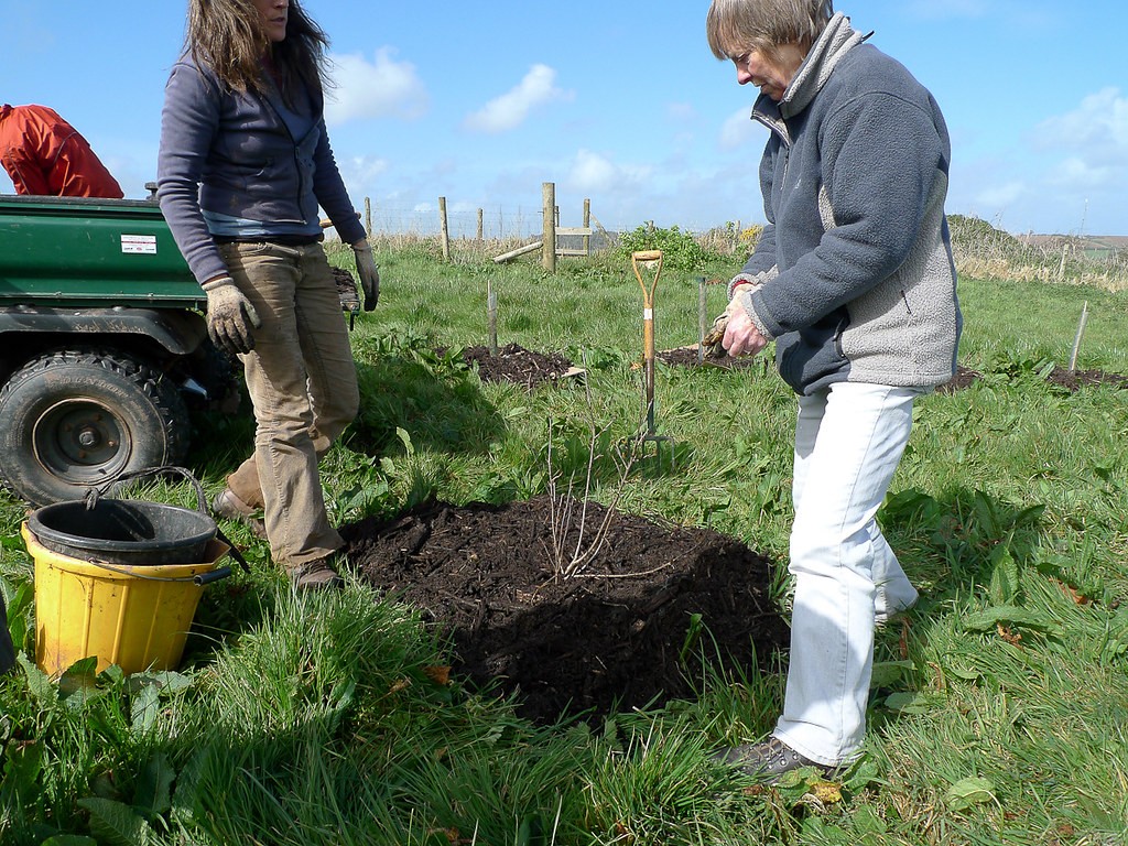 apple tree care first year