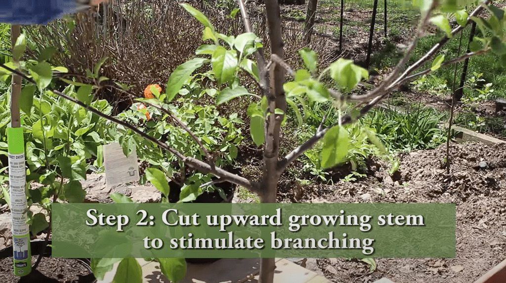 How To Prune a Young Apple Tree